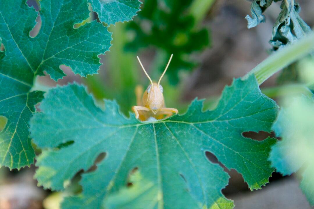 Repellent Mimics Smell to Save Plants From Bugs