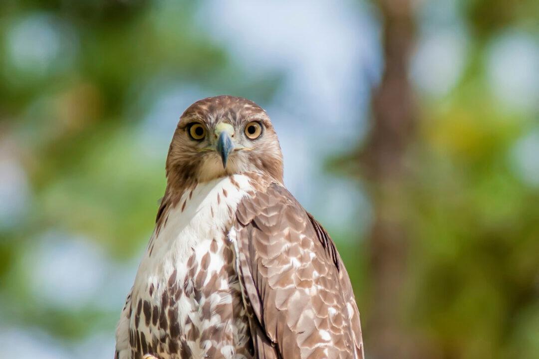 ‘Flameproof’ Hawk Is World’s Most Polluted Bird