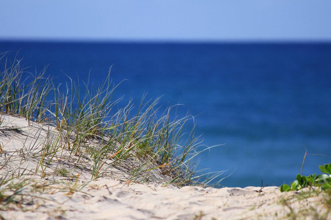Life on the Dunes Needs Wind-Blown Sand
