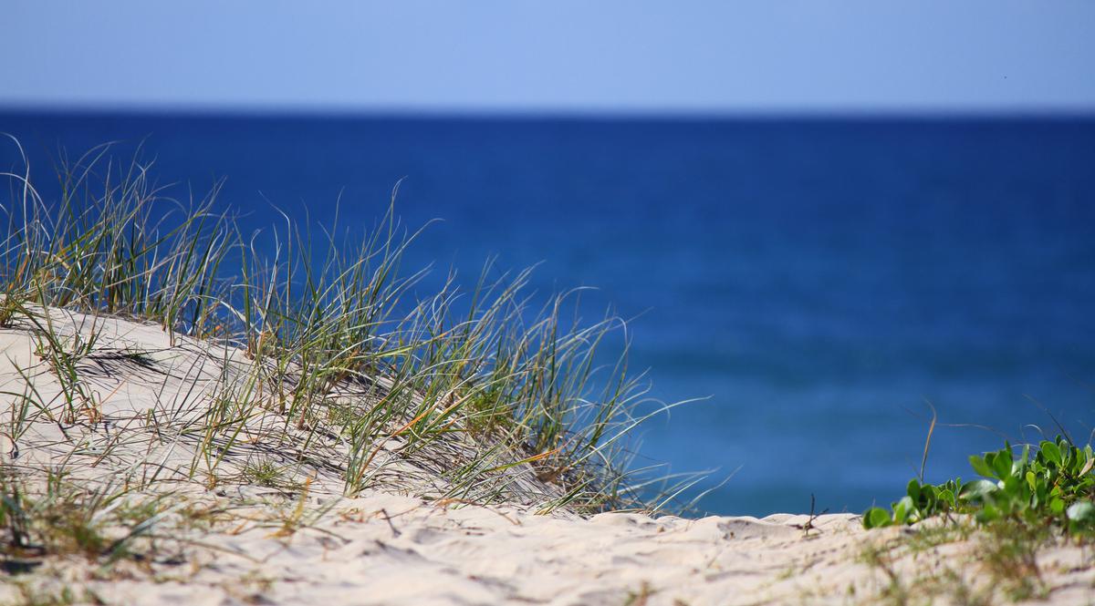 Life on the Dunes Needs Wind-Blown Sand