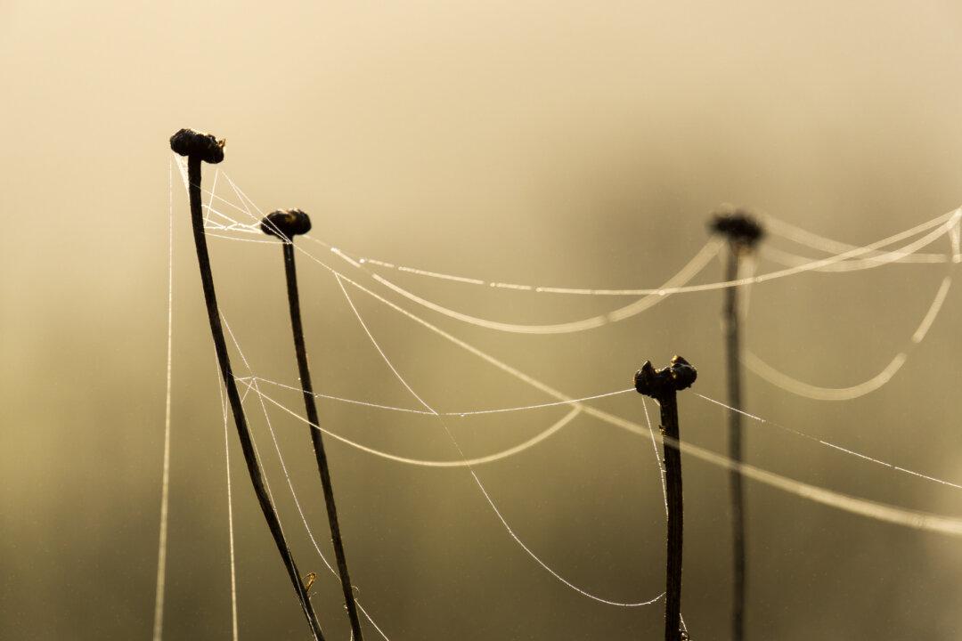 This Protein Lets ‘Threads’ Build Memories