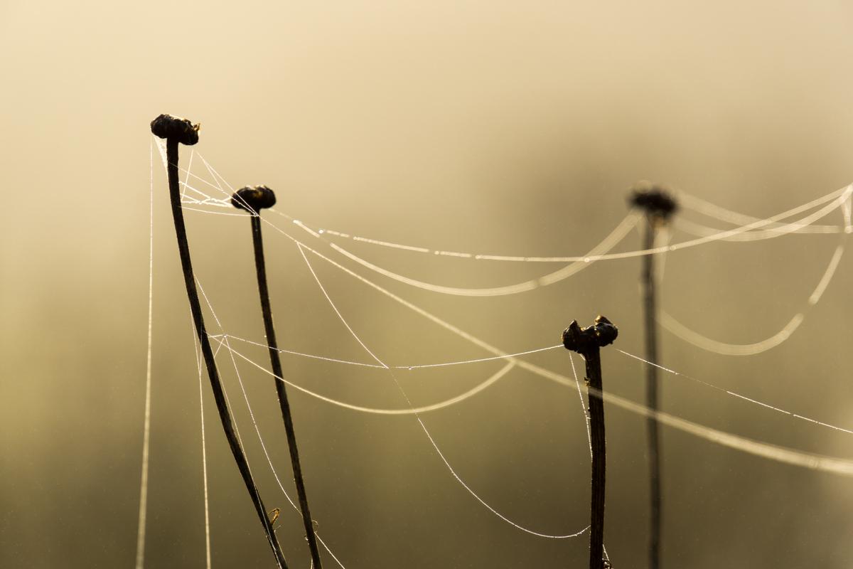 This Protein Lets ‘Threads’ Build Memories