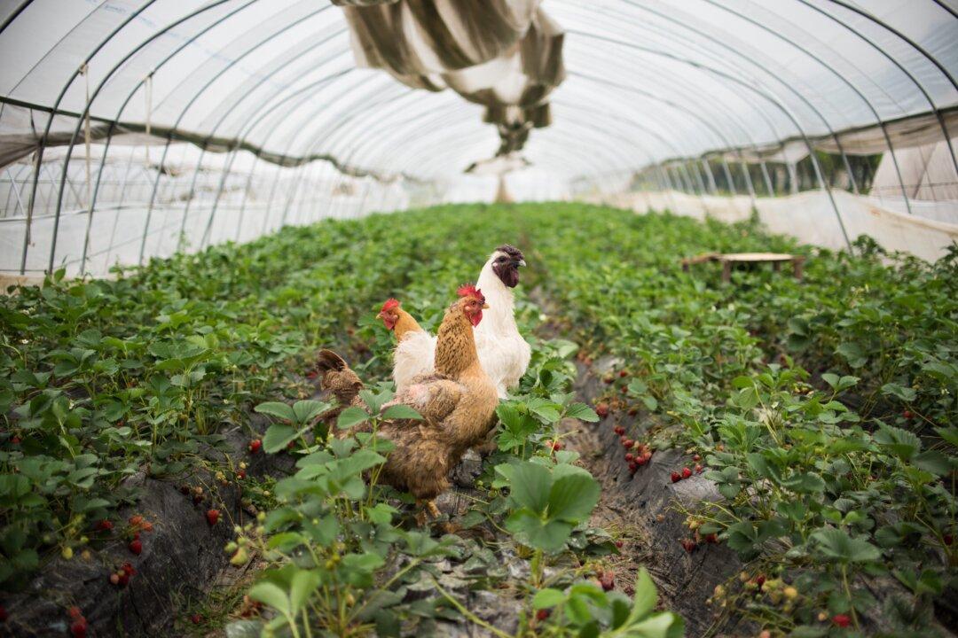 US Chicken Trade to China Catches the Flu