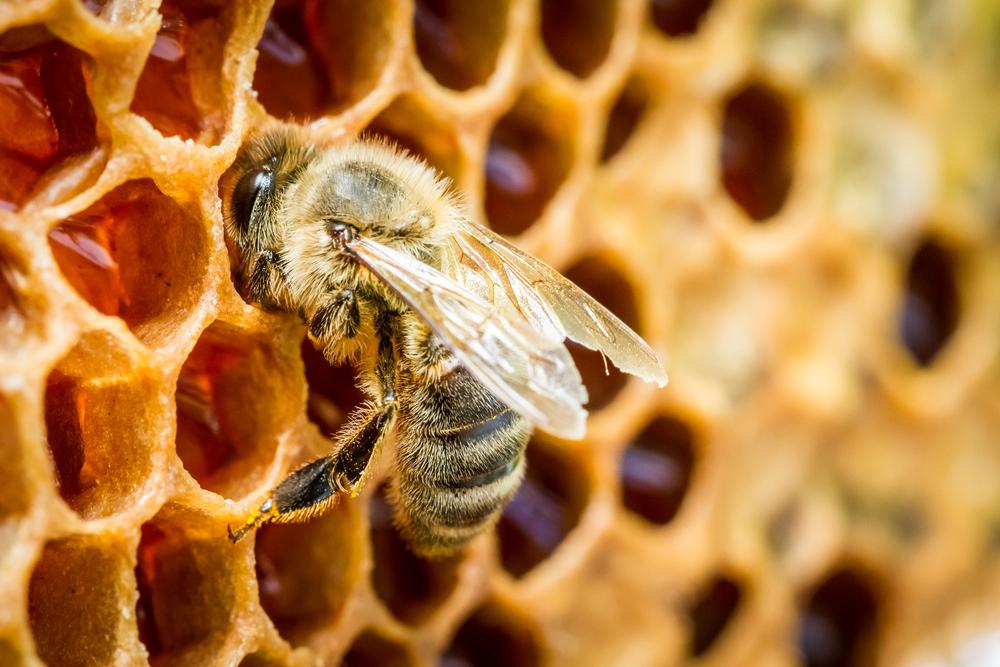 7 Health Benefits of Bee Propolis