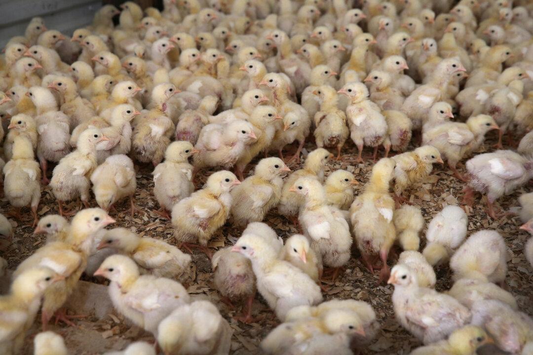 Why Chicken Is the First Meat to Go Antibiotic-Free