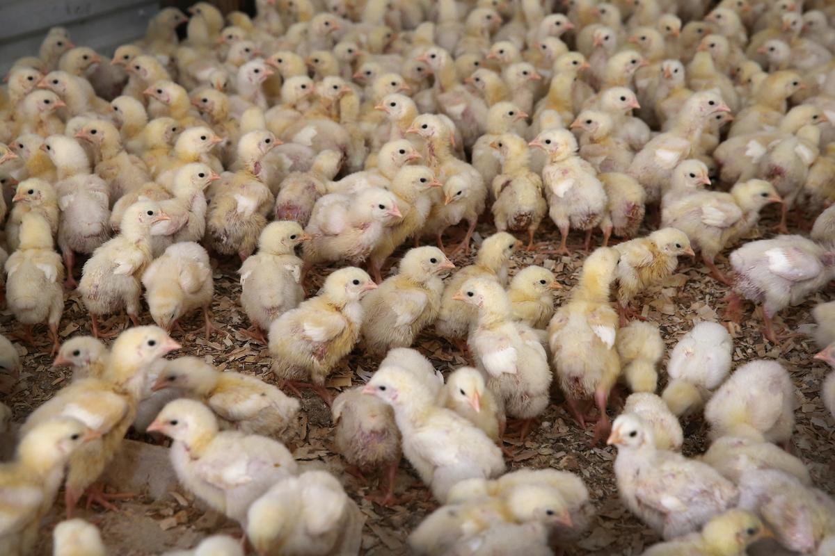Why Chicken Is the First Meat to Go Antibiotic-Free