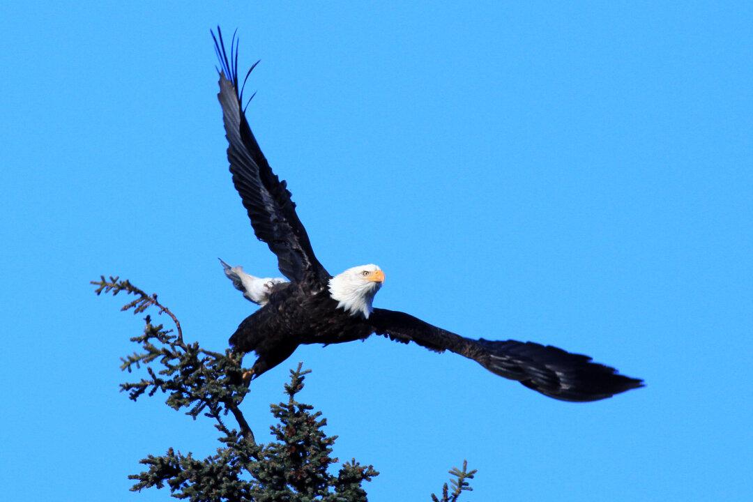 Eagle Kills a Controversial Consequence of America’s Rush to Wind Energy