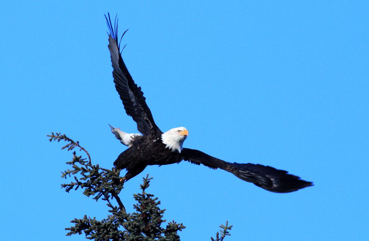 Eagle Kills a Controversial Consequence of America’s Rush to Wind Energy