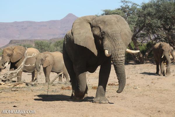 Reducing Crop Damage and Elephant-Human Conflicts