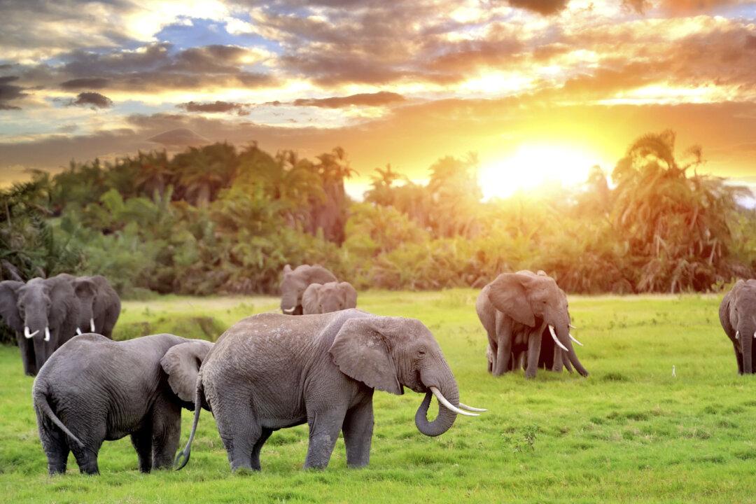 South Africa: A Top Destination in 2015