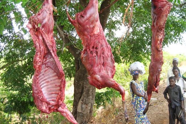 Biodiversity Loss and Hunting Leading to Herbivore Overkill