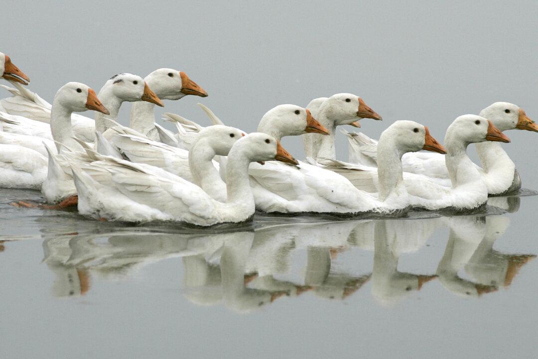 Connecting Animals to the Cloud Could Help Predict Earthquakes