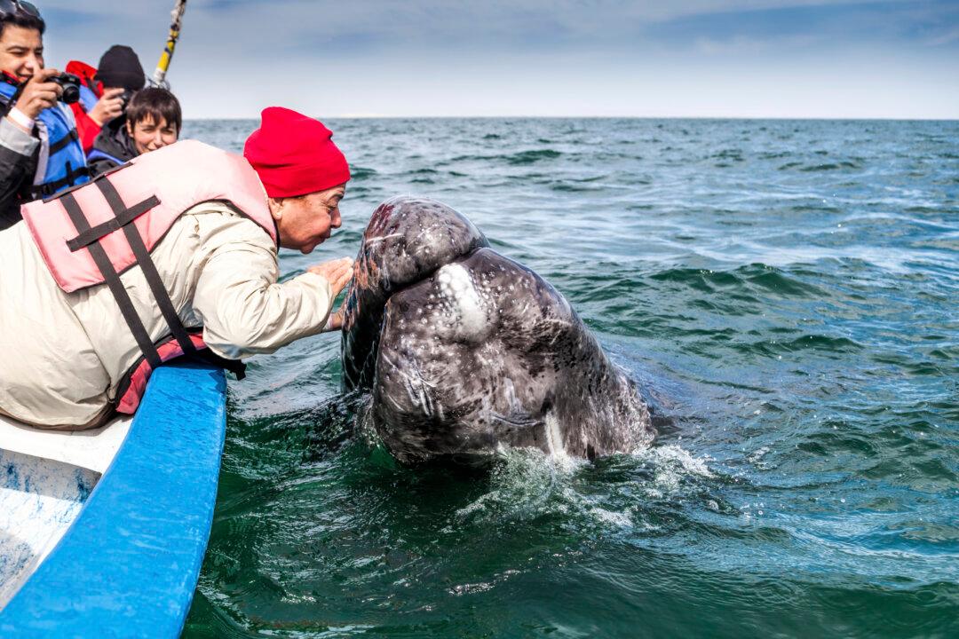 Top 10 Places in the World for Whale Watching