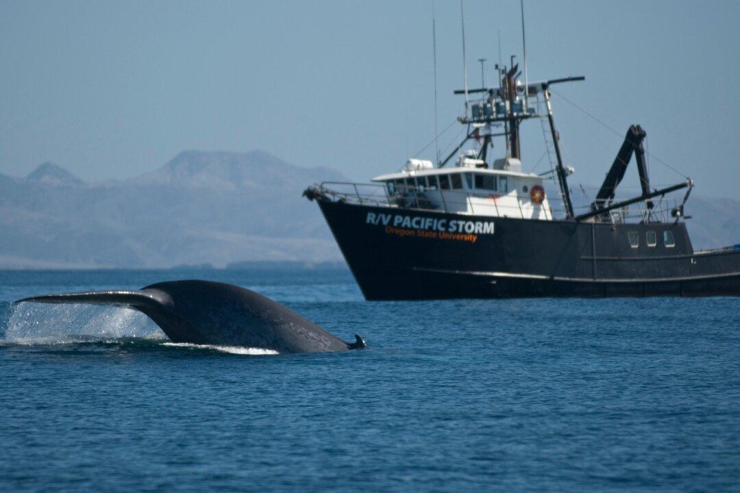 Why Blue Whales Won’t Dive to Avoid Ships