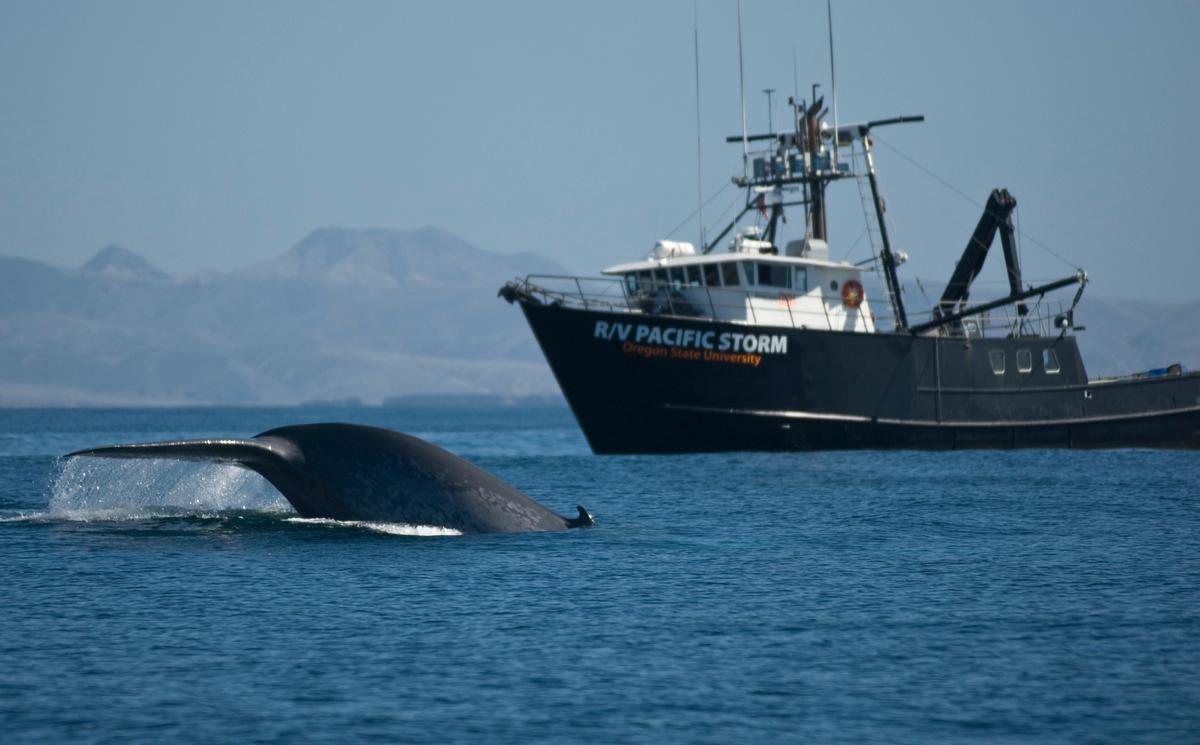 Why Blue Whales Won’t Dive to Avoid Ships