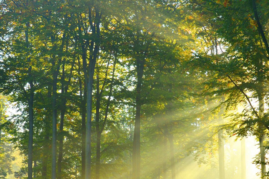 5 Trends That Will Define the World’s Forests in 2016