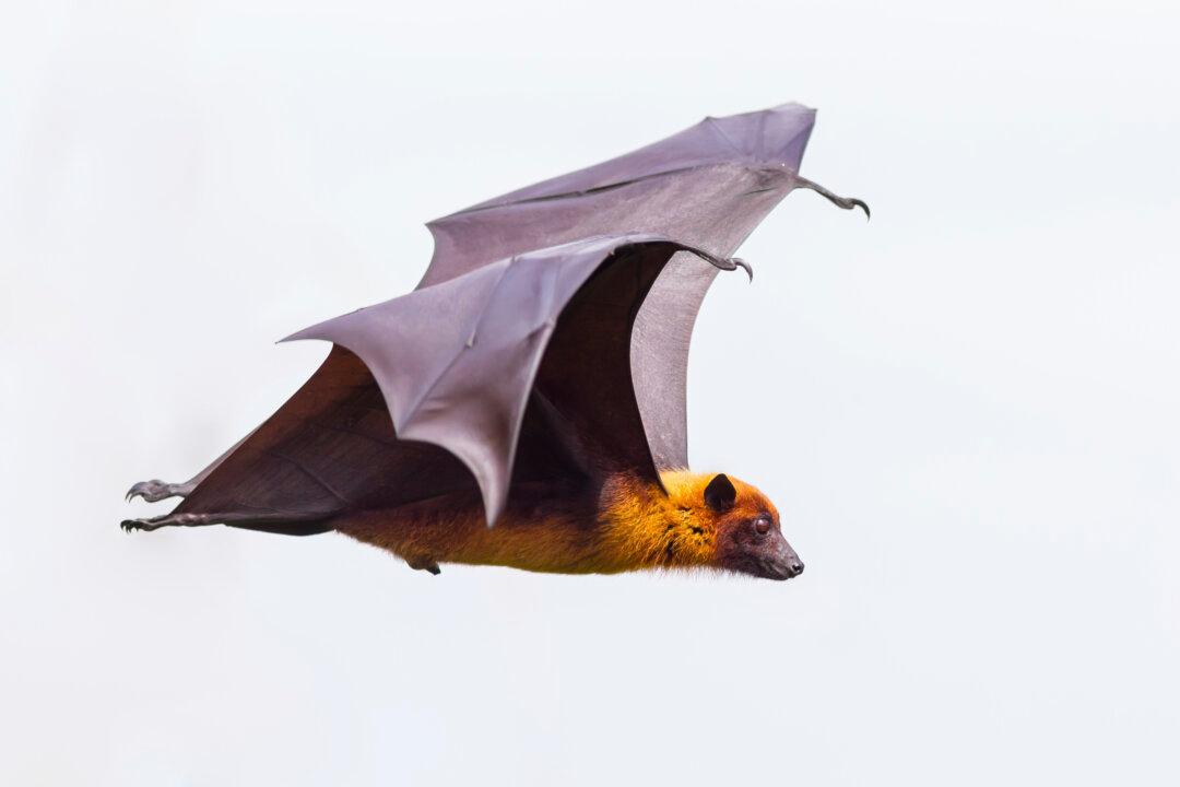 Touch Sensors on Wings Let Bats ‘Feel’ Airflow