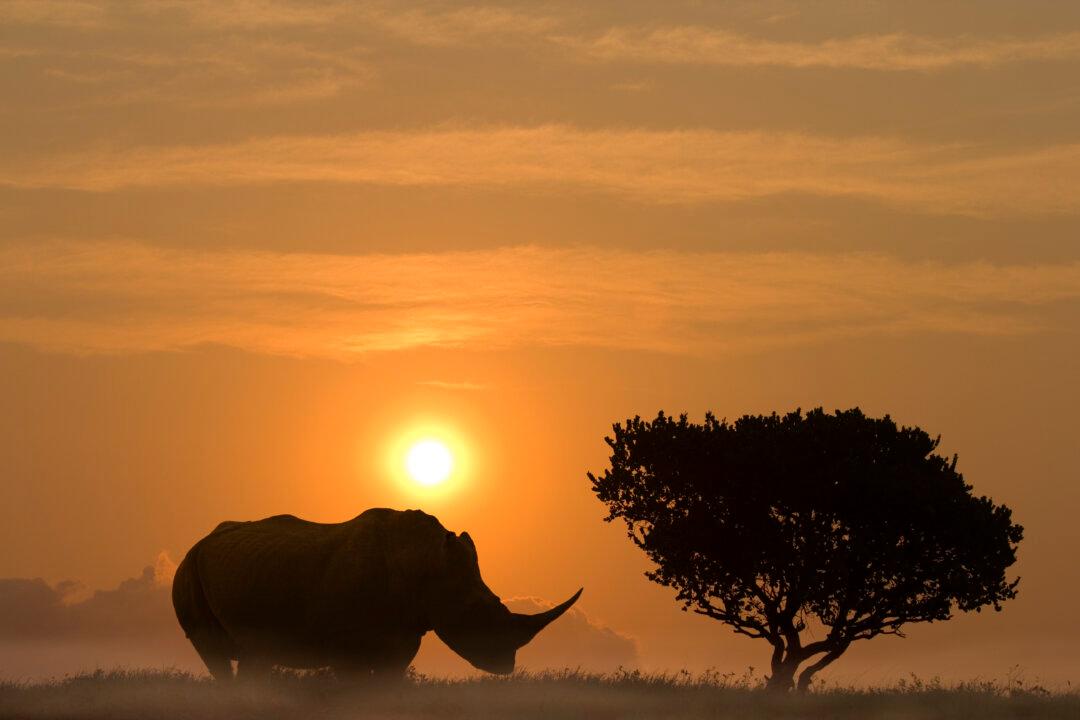 Most Large Herbivores Now Face Extinction
