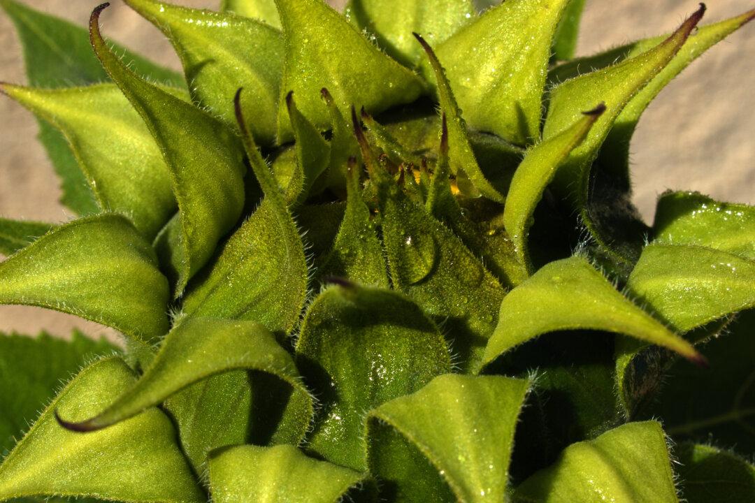 Fiber ‘Roadways’ Drive How Plants Take Shape