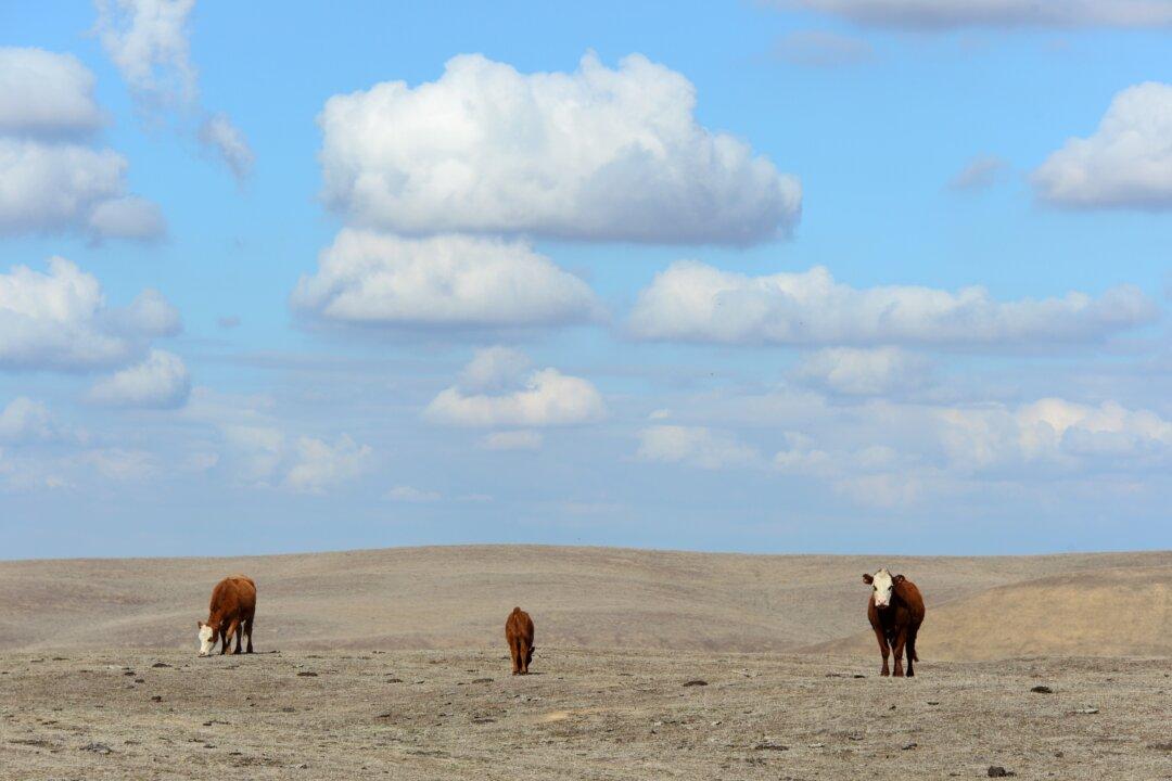 Nestle Plants in California Will Extract Water from Milk to Clean Factories