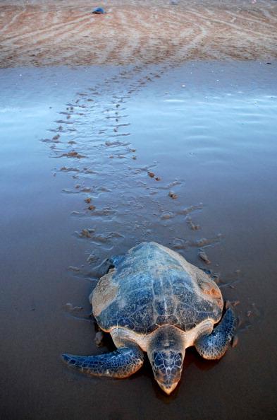 Millions of Olive Ridley Turtles Hatch in India’s Largest Rookery