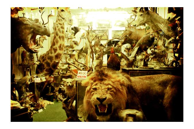 South African Airways Bans All Wildlife Trophies from Flights