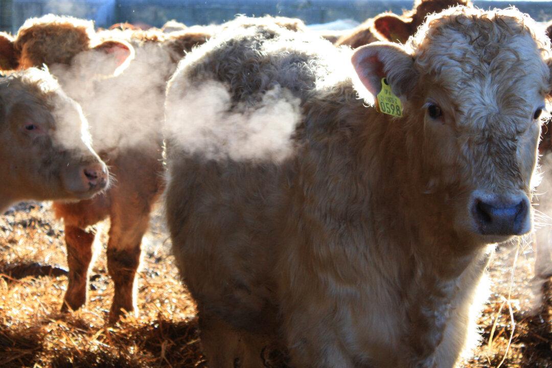Hormones for Cattle Stick Around in Streams