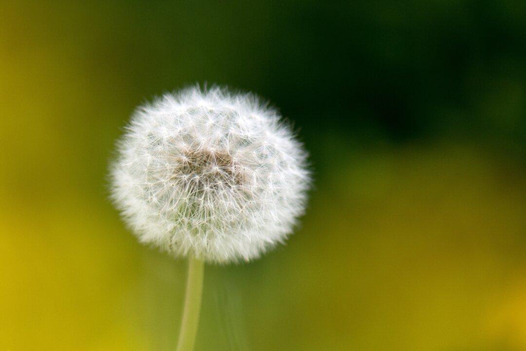 Grow Well Without Roundup