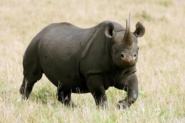 Decline in Large Herbivores May Lead to Barren Landscapes