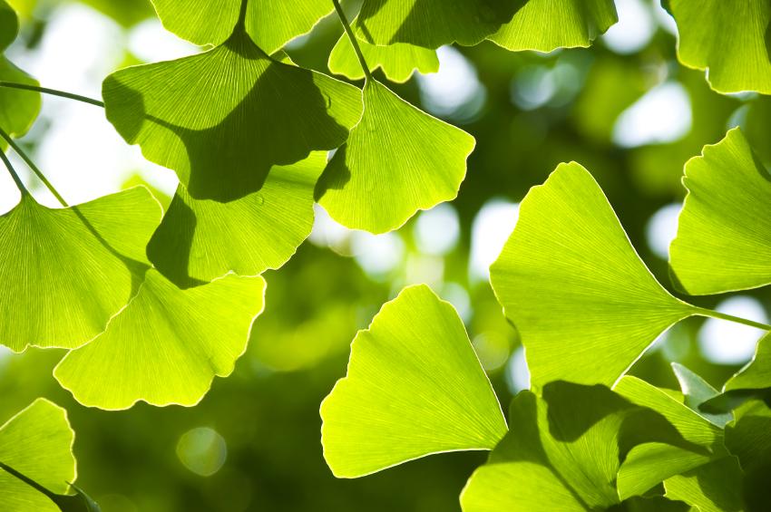 Ginkgo: Ancient Tree of Longevity
