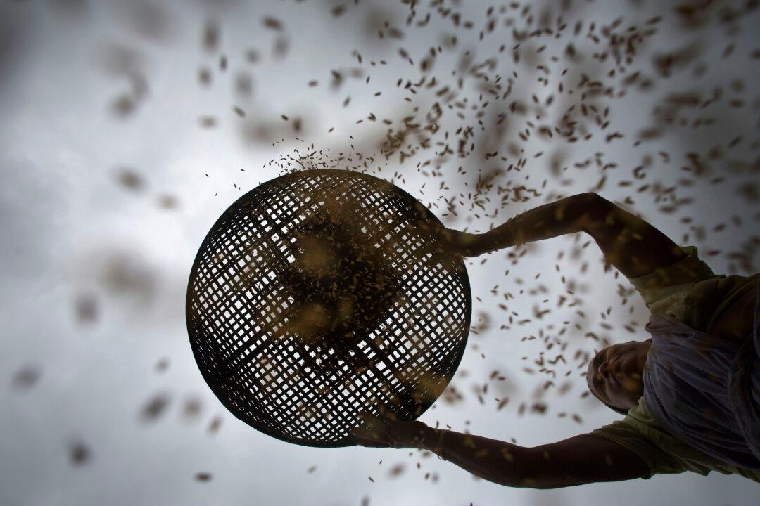 India Bans Broken Rice Exports to Ensure Domestic Supplies