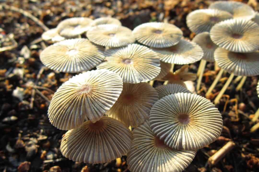 Mysterious Mushrooms Get New ‘Family Tree’