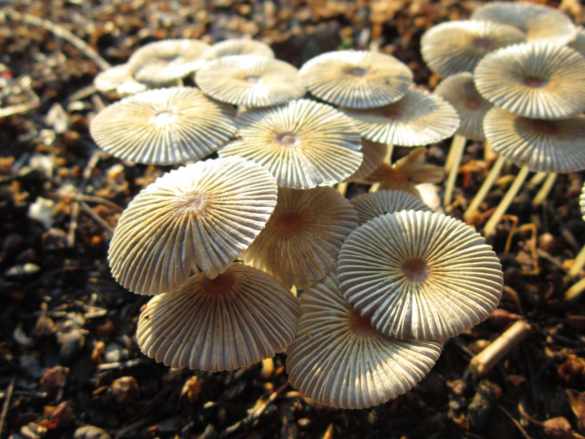 Mysterious Mushrooms Get New ‘Family Tree’