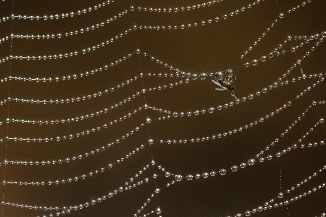 Scientists Crack Code for Making Spider Silk