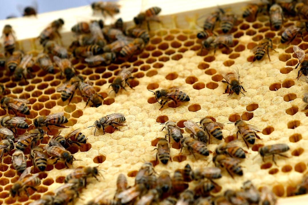 Urban Beekeeping Can Be a Sweet Hobby