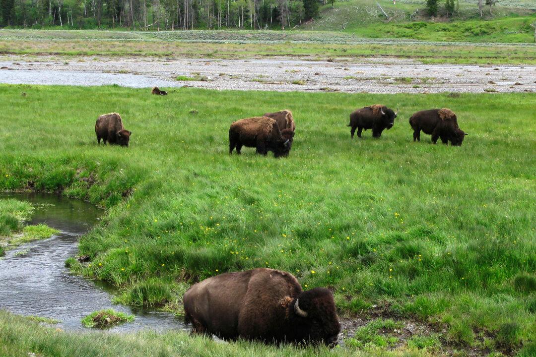Government Agencies to Kill or Remove up to 900 American Bison