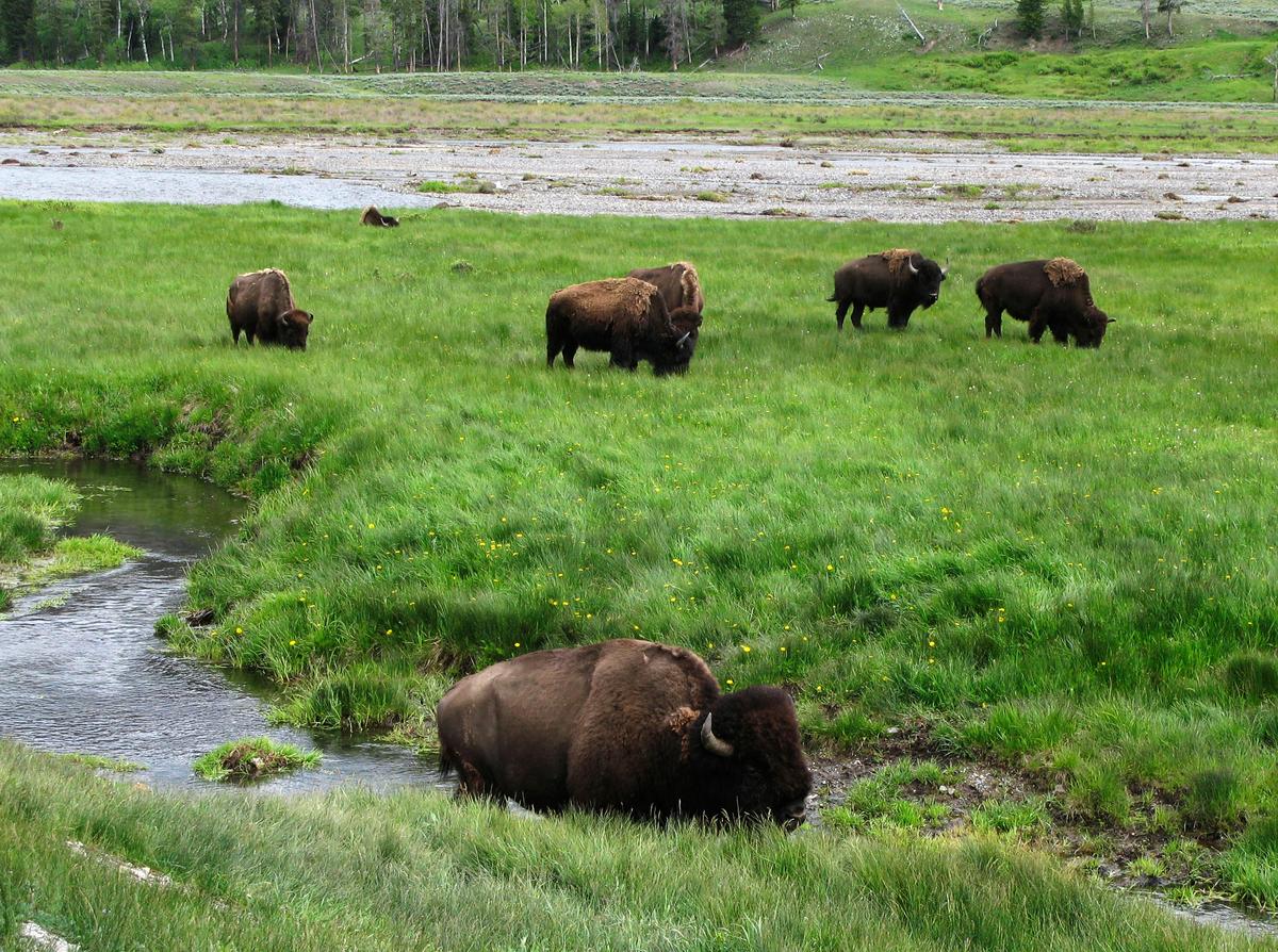 Government Agencies to Kill or Remove up to 900 American Bison