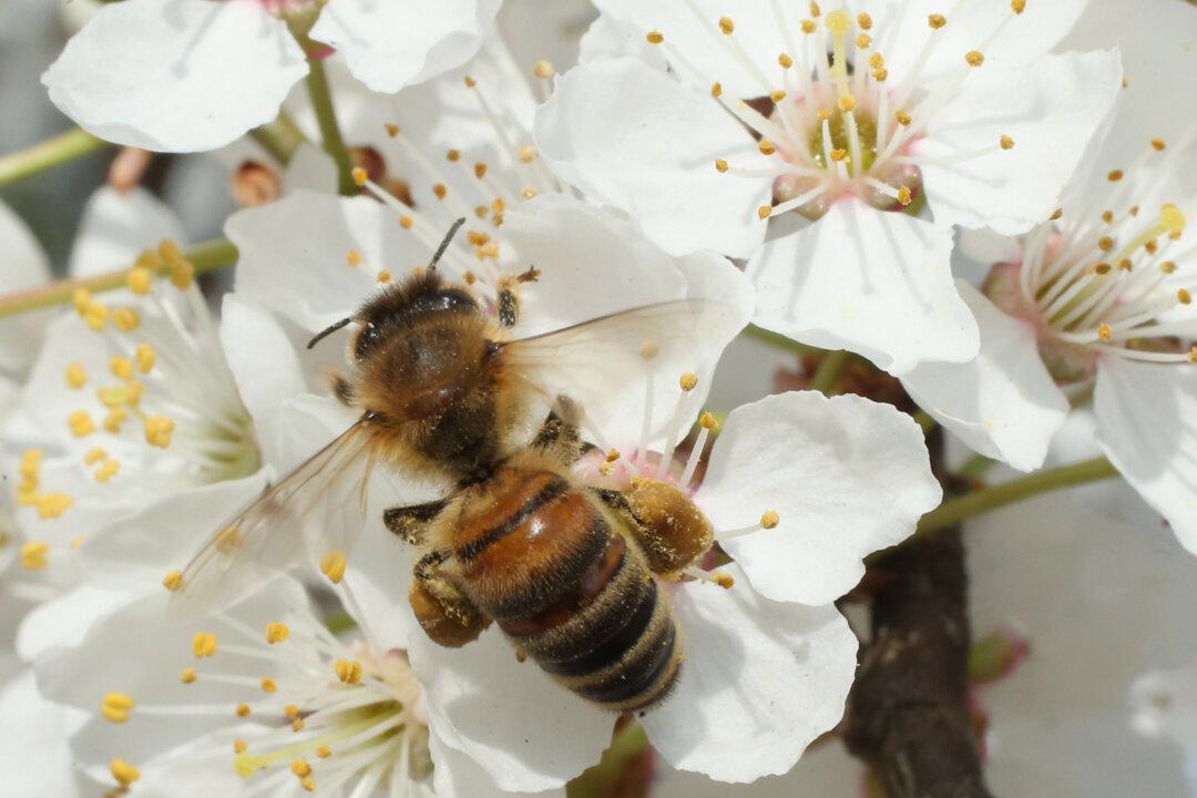 Wild Bees Are Dying Because of Pesticides on Orchards, Scientists Find