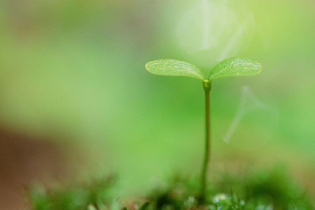 Thoughts on Sickness and Healing, Part 1