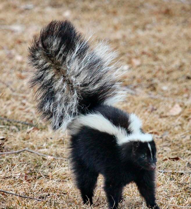 Did Your Dog Get Skunked? There’s an Easy Household Remedy