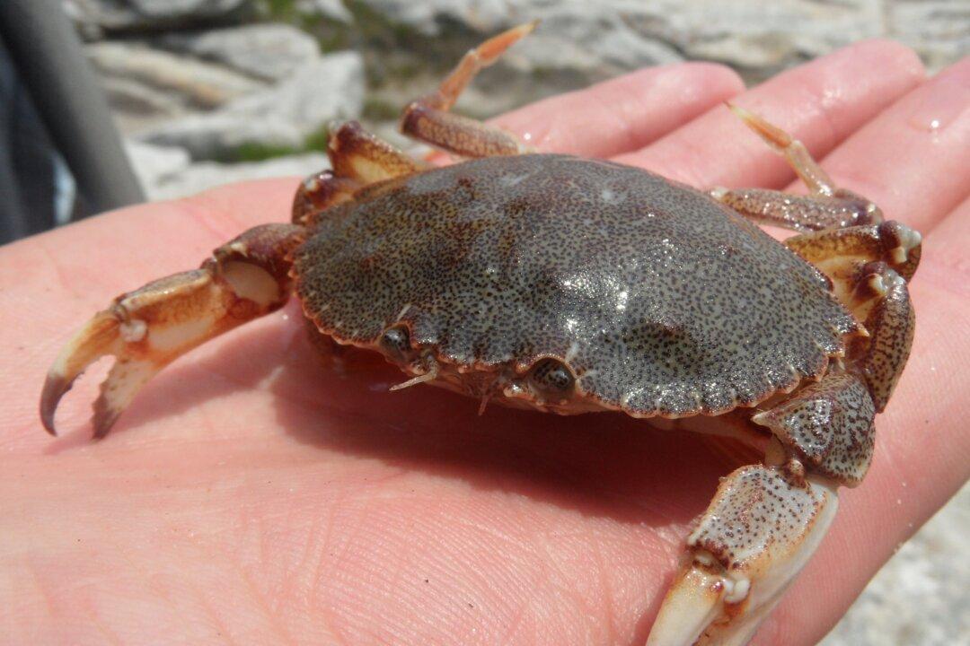 Will Animals Need ‘Oxygen Tanks’ as Oceans Warm?