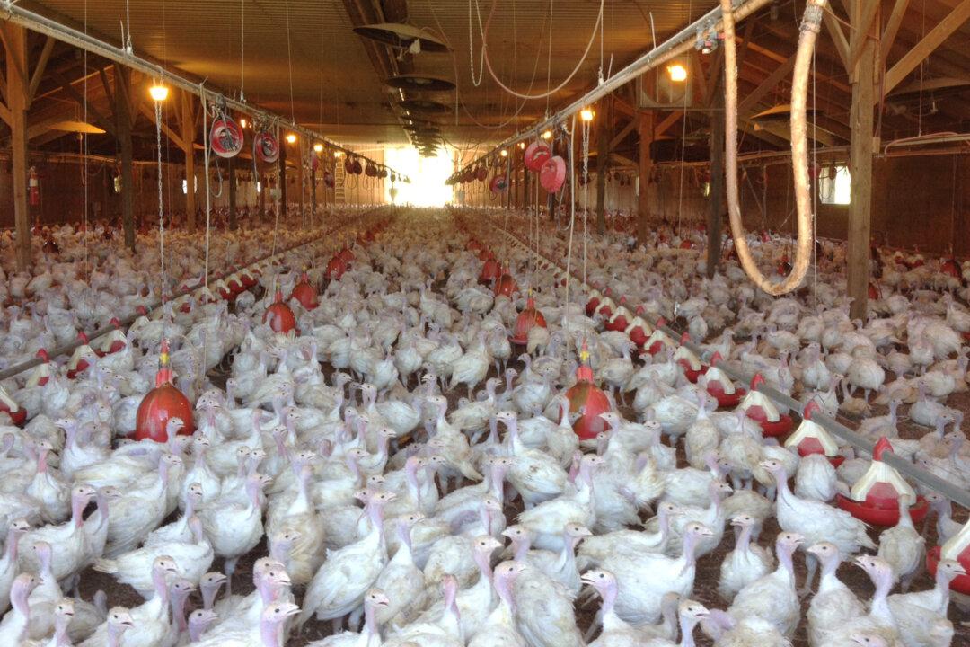New Bird Flu Cases Reported in Iowa, Joining 3 Other States as Disease Resurfaces