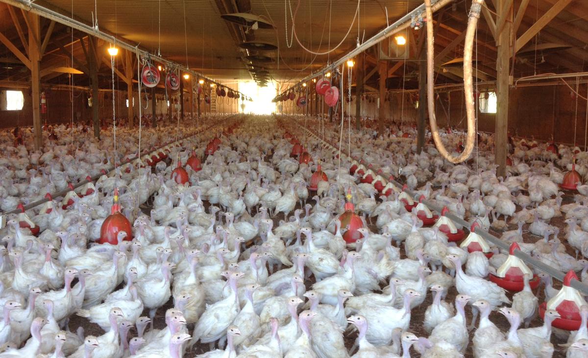 New Bird Flu Cases Reported in Iowa, Joining 3 Other States as Disease Resurfaces