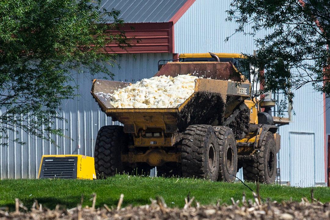 Iowa to Kill 1.5 Million More Hens and Turkeys Because of Bird Flu