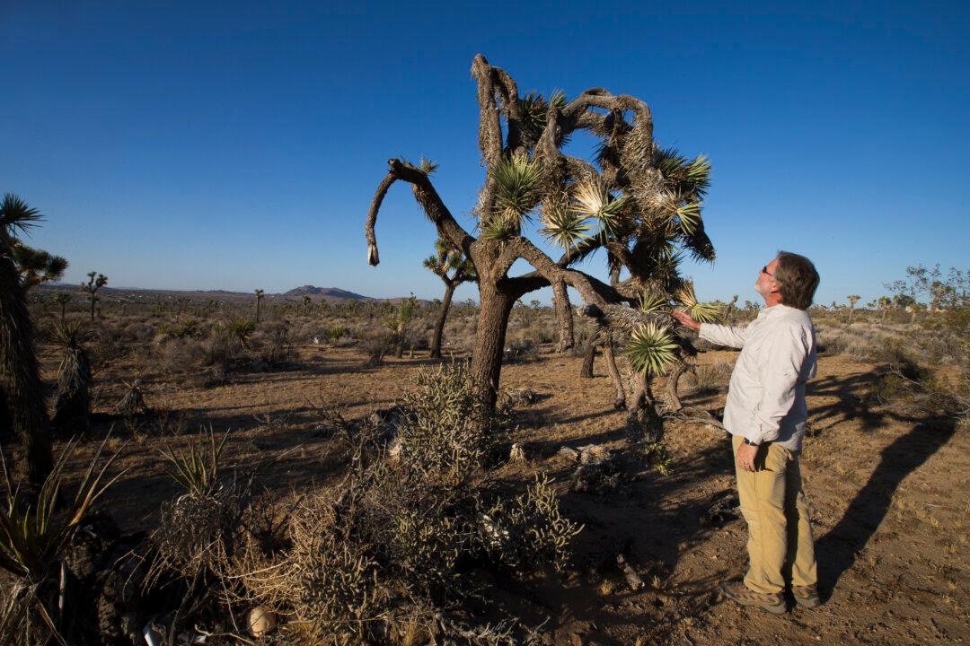 Drought Speeds Decline of Beloved California Desert Species