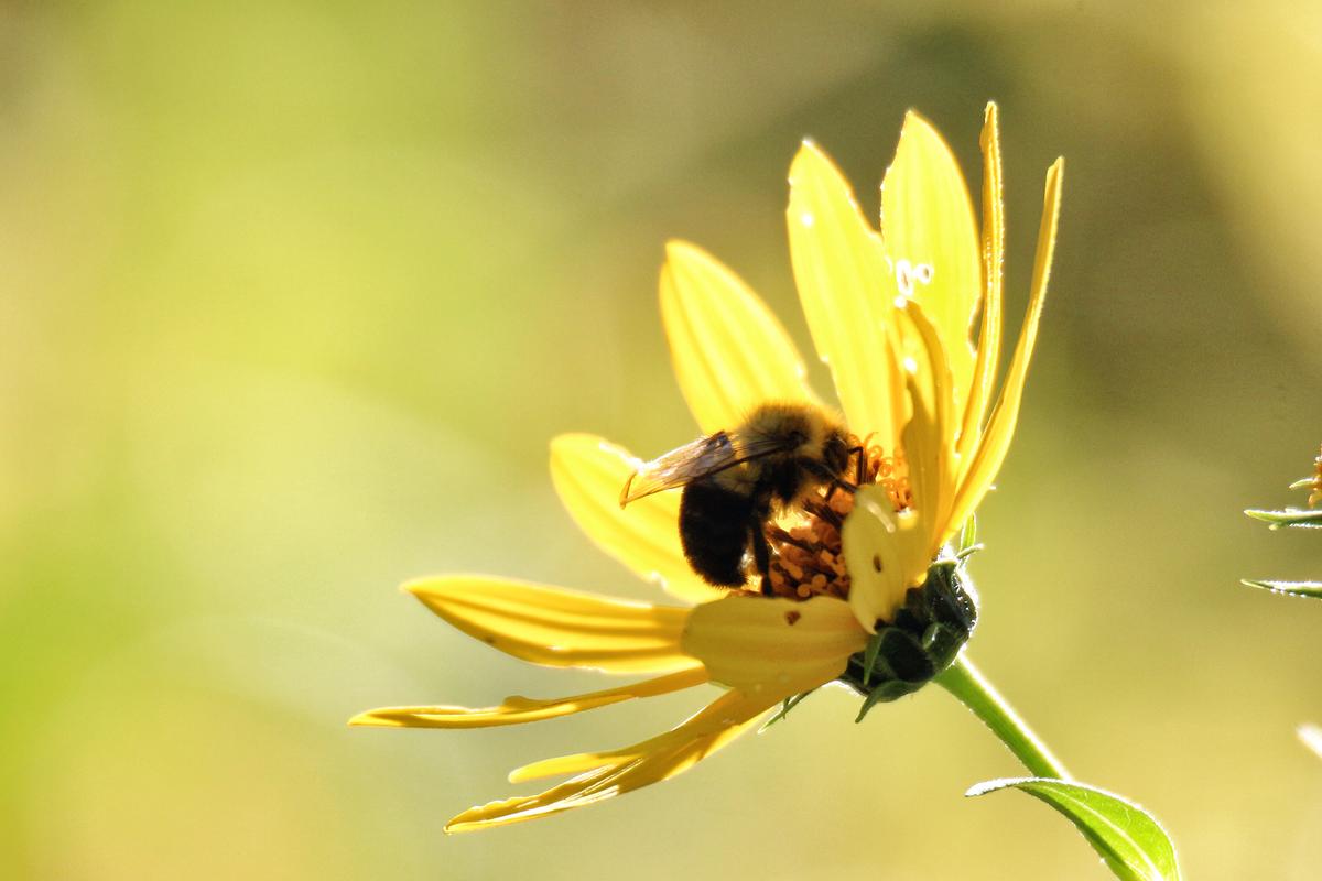 For Wild Bees on Farms, the More the Merrier