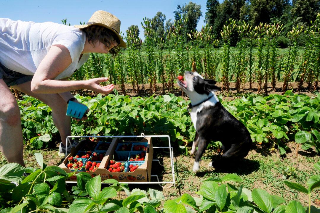 Organic Farming More Profitable Than Conventional Farming, Study Finds