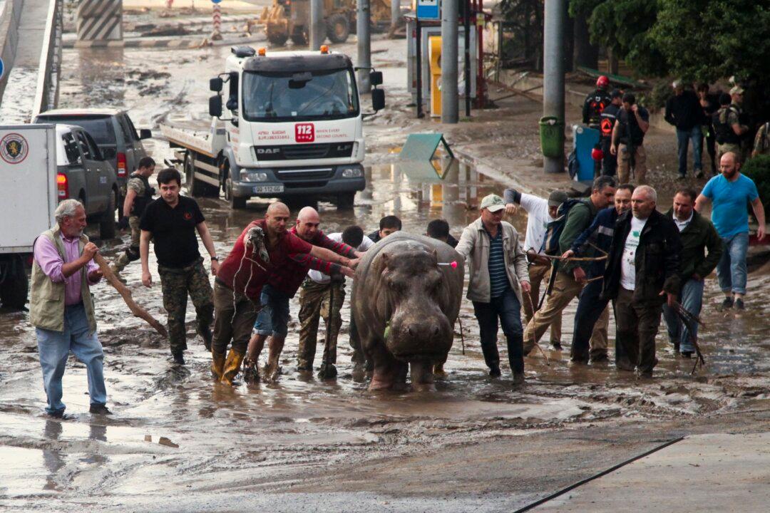 Zoo Animals Escape Amid Flooding in Former Soviet Republic