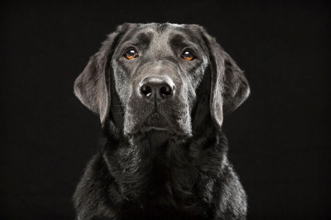Pet Photo Series Aims to Counter ‘Black Dog’ Theory