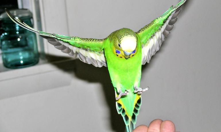 To Build Better Aircraft, Watch the Birdie (and the Bee)